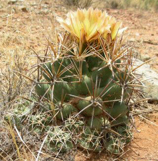 Pineappleflower