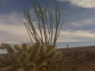 Ocotillo